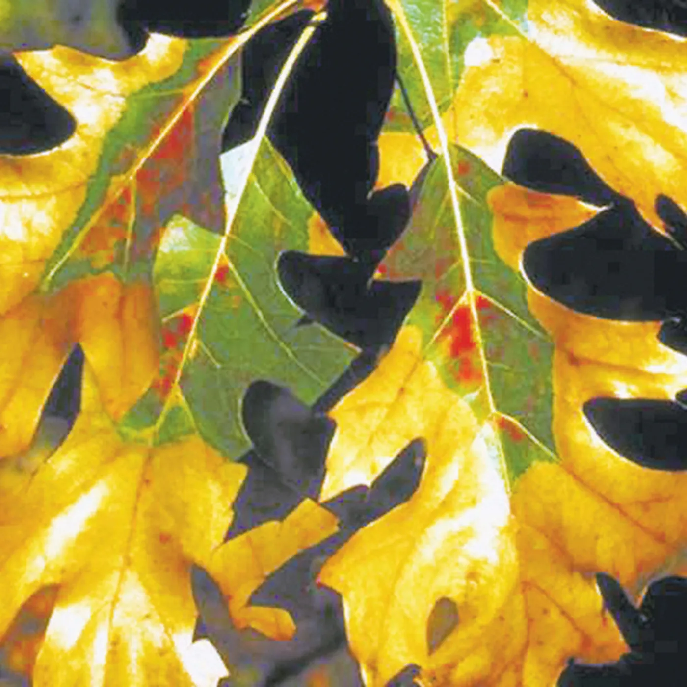 Oak Wilt Michigan Invasive Species SEA LIFE Michigan