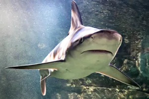 Shark | SEA LIFE Aquarium