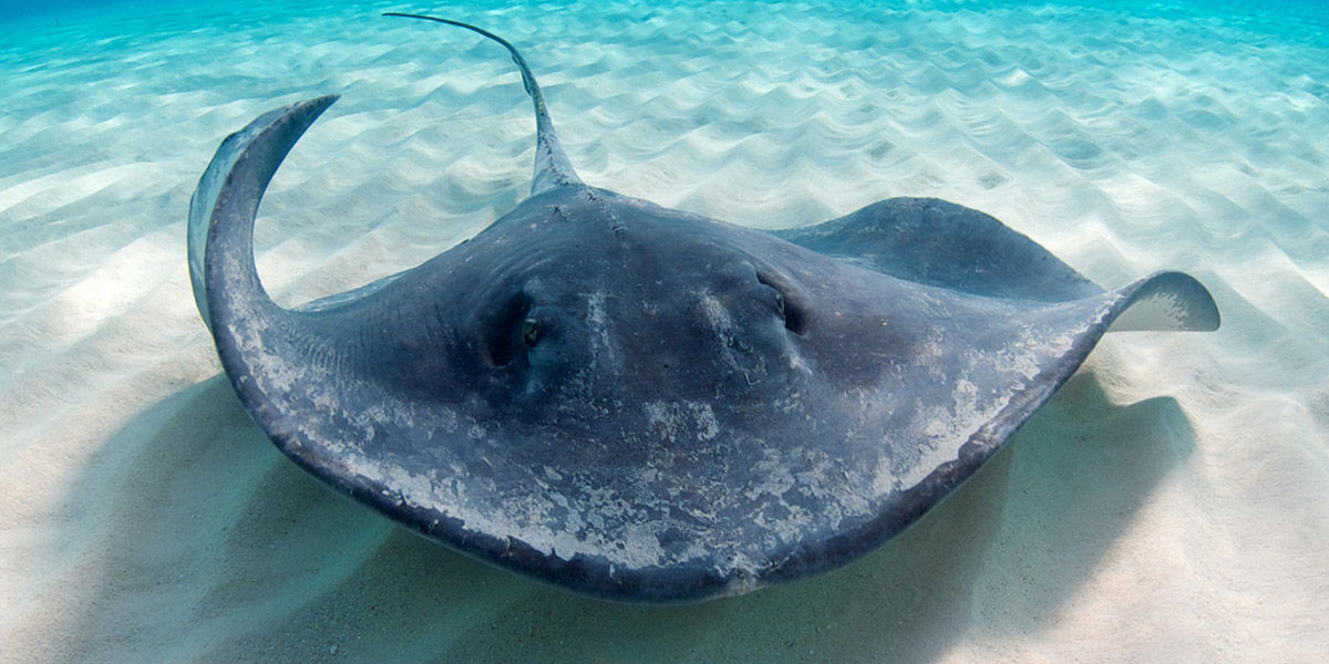 Stingray Bay Exhibit | SEA LIFE Michigan Aquarium