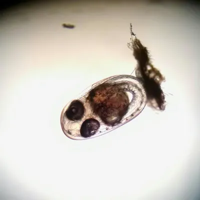 Fry Rearing | SEA LIFE Aquarium