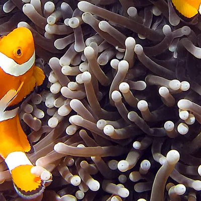 Nemo | SEA LIFE Aquarium