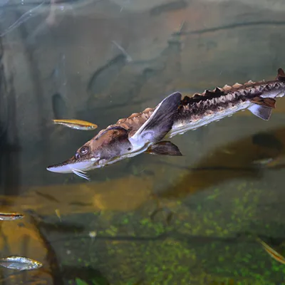 Sturgeon | SEA LIFE Aquarium