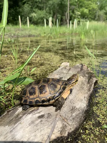 Blandings Turtles 4