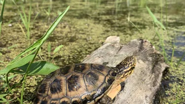 Blandings Turtles 4