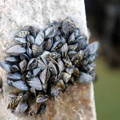 Zebra Mussels Invasive Species | SEA LIFE Aquarium