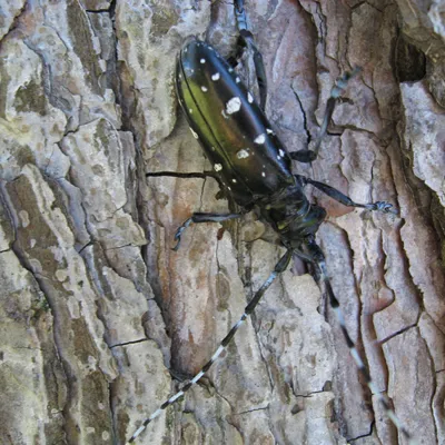 Asian Longhorned Beetle 600X600