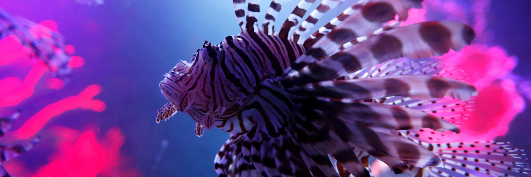 Lionfish 1800X600