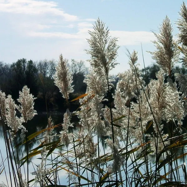 Phragmites 600X600