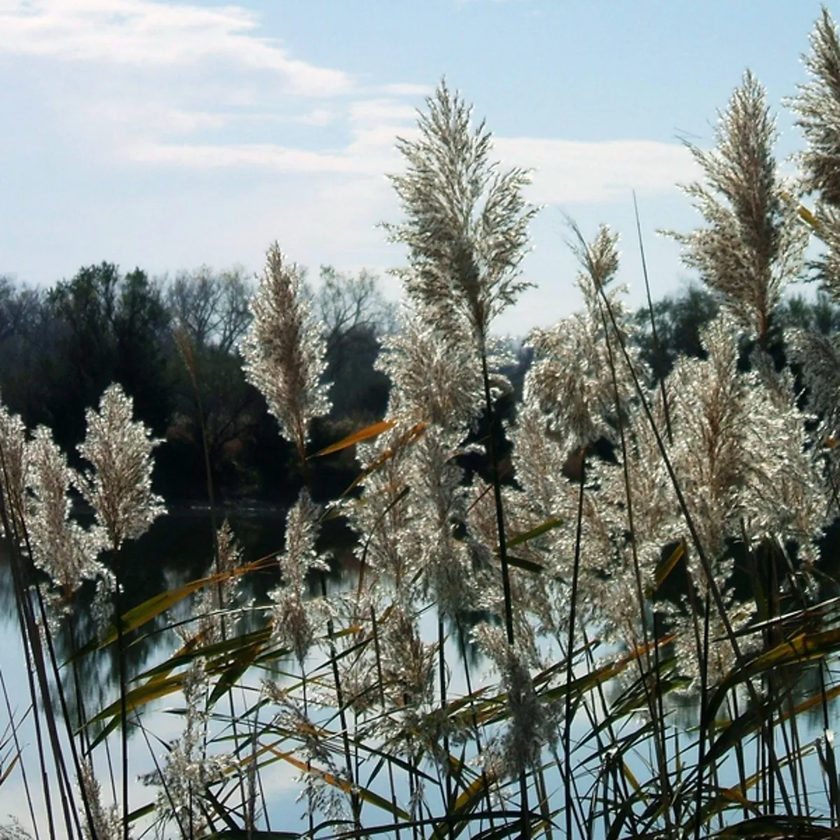 Phragmites in Michigan - Invasive Species | SEA LIFE Michigan Aquarium