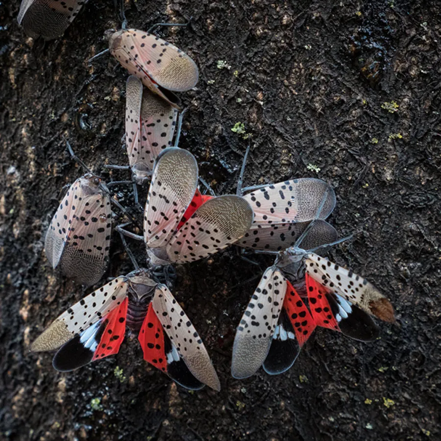 Flying Insect Michigan Spotted Lanternfly | Invasive Pest Threatening Michigan