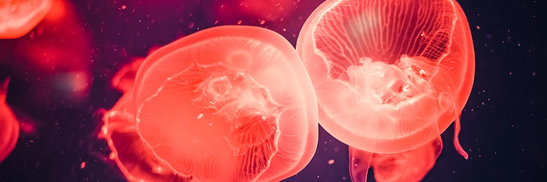 Jellies 1800X600