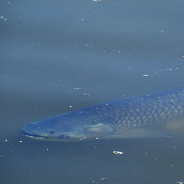 Grass Carp 600X600