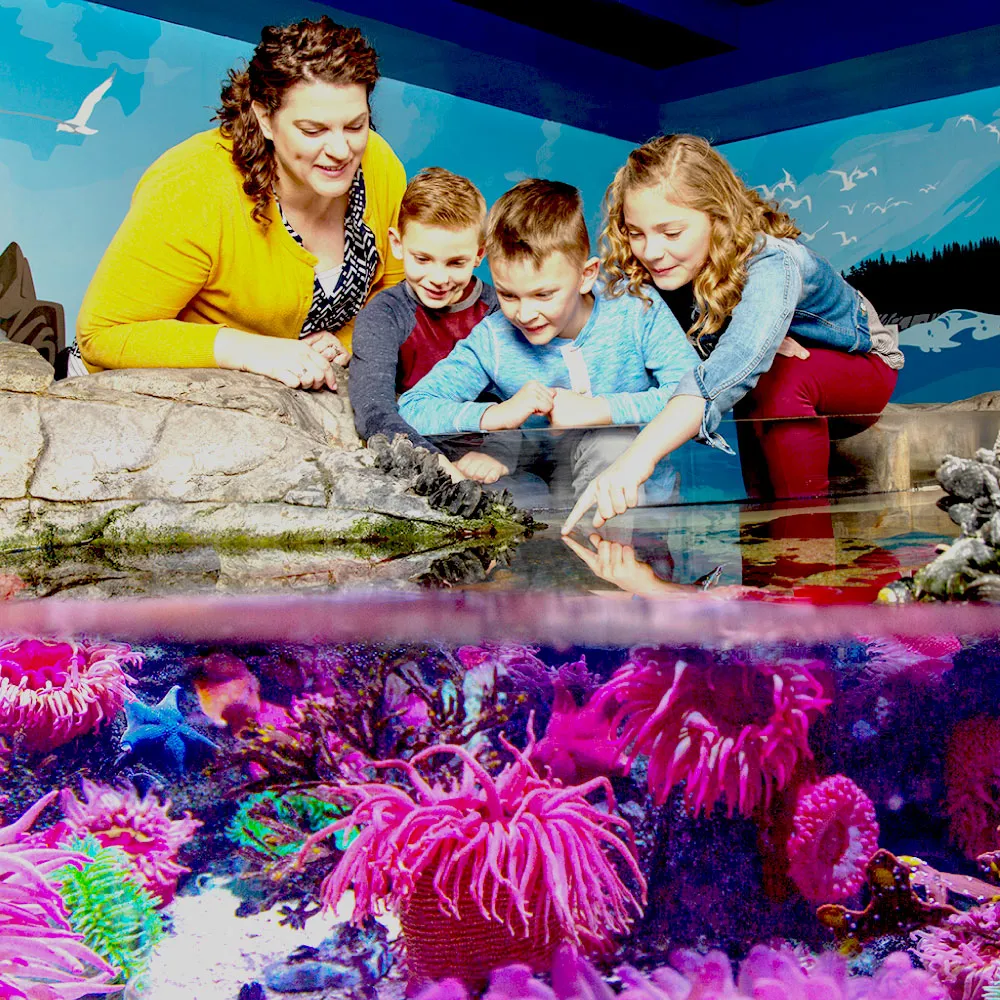 Touchpool Color Pop 2