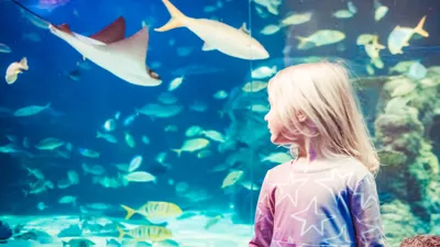 SEA LIFE Aquarium Michigan