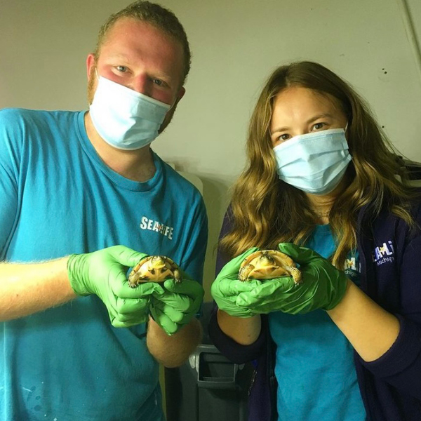 Michigan aquarists holding Blanding's turtles