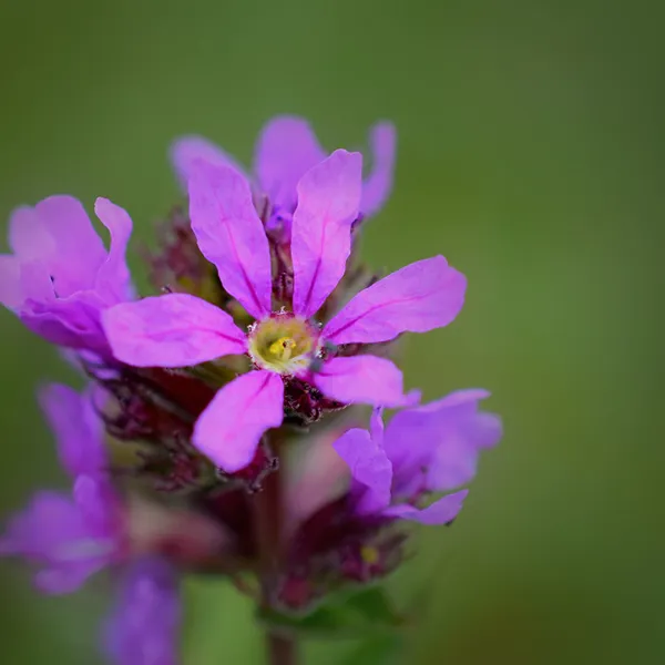 Purple Loosetrife in Michigan - Invasive Species | SEA LIFE Michigan ...