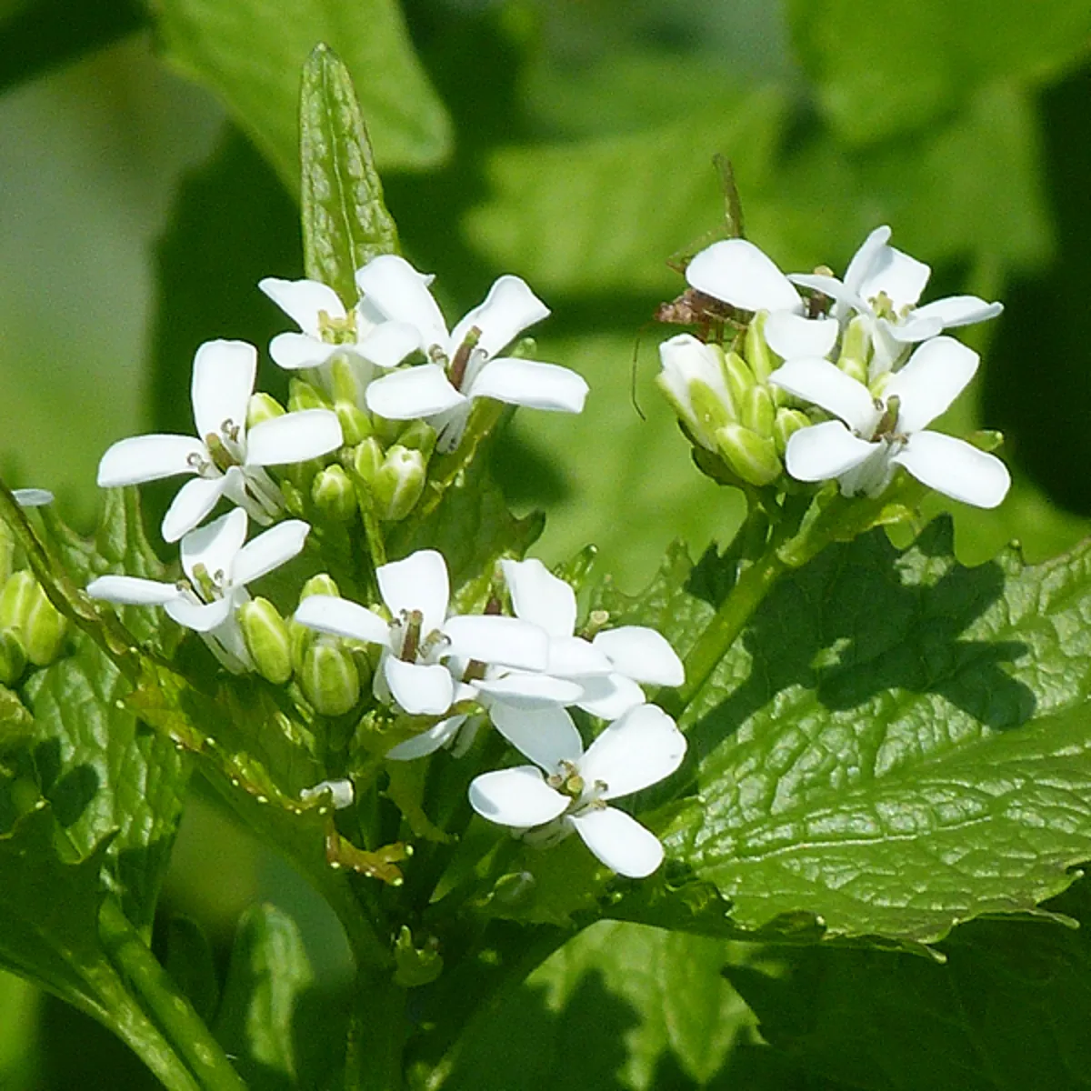Garlic Mustard in Michigan Invasive Species SEA LIFE Michigan Aquarium