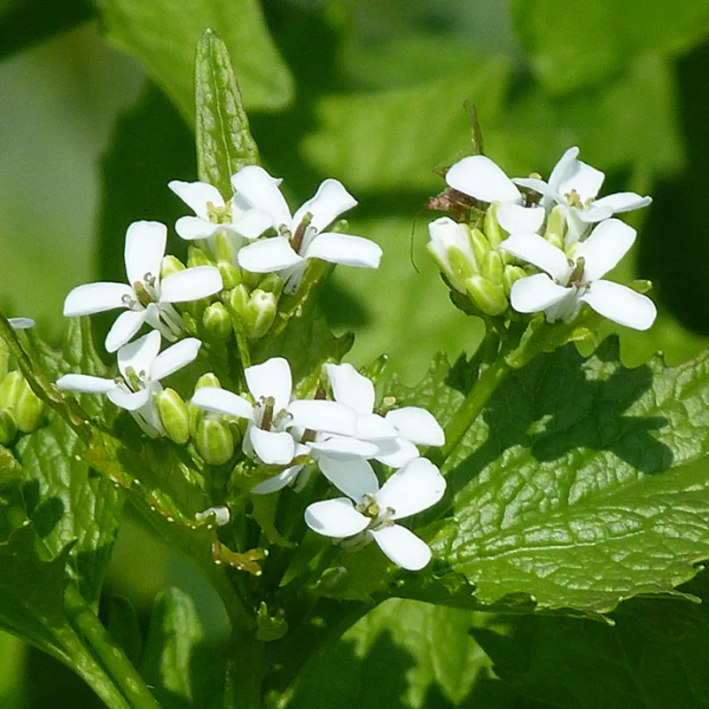 Garlic Mustard in Michigan Invasive Species SEA LIFE Michigan Aquarium