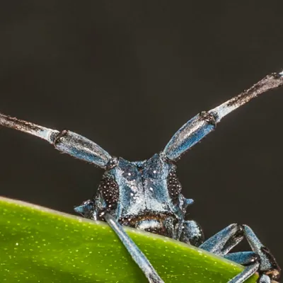 Asian Longhorned Beetle 2 600X600