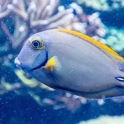 Tang | SEA LIFE Aquarium