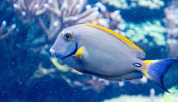 Tang | SEA LIFE Aquarium