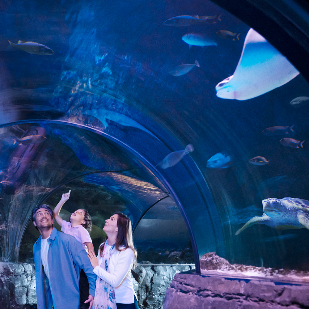 Aquarium Tunnel Family Fun | SEA LIFE Aquarium
