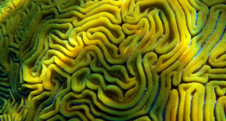 Brain Coral | SEA LIFE Aquarium