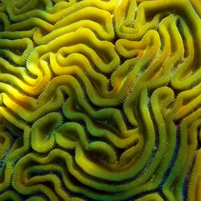 Brain Coral | SEA LIFE Aquarium