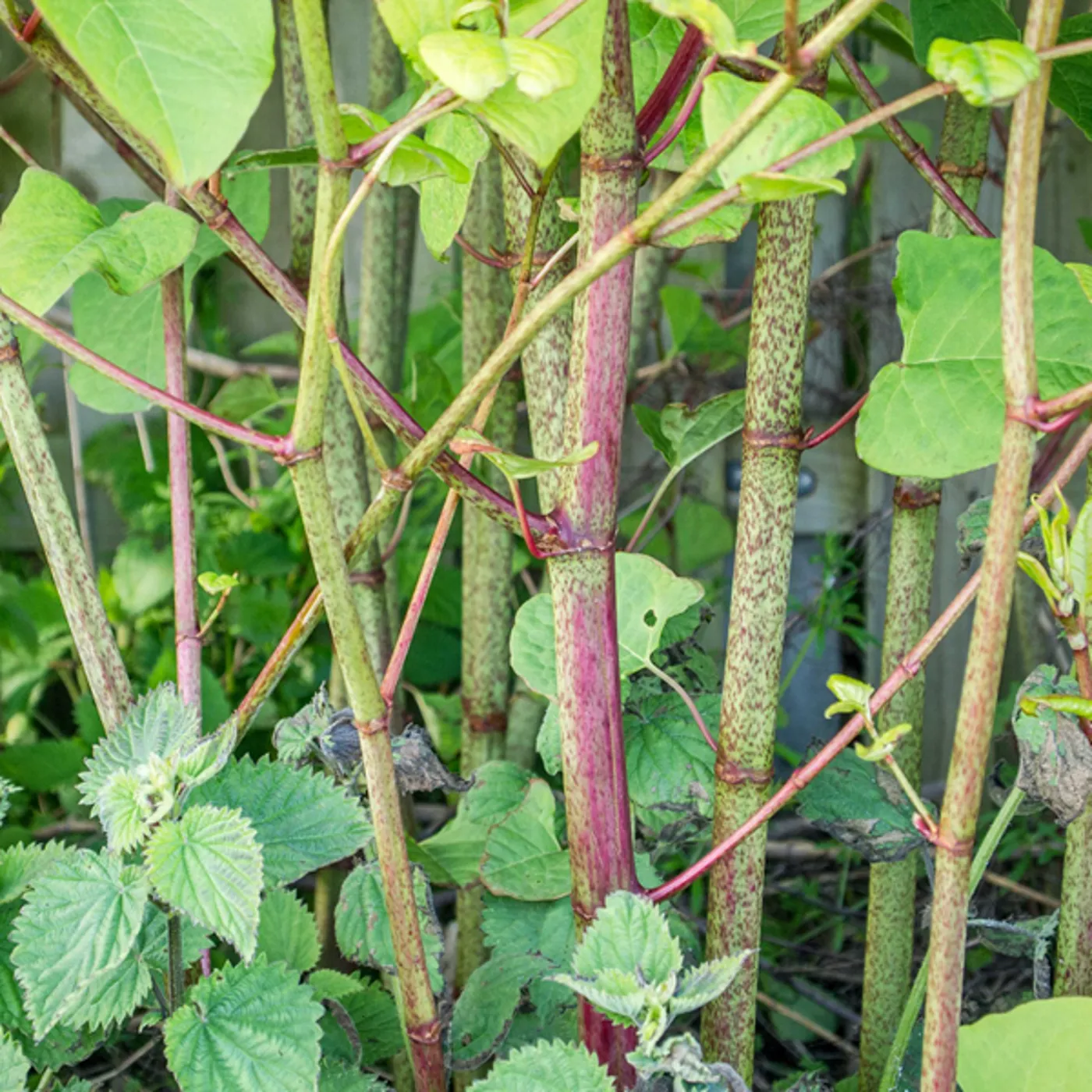 Japanese Knotweed Michigan Invasive Species SEA LIFE Michigan Aquarium