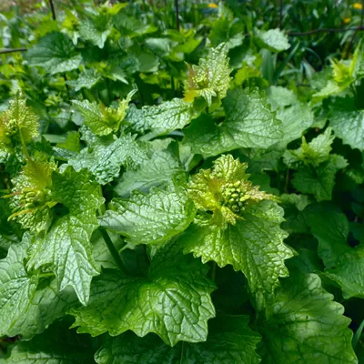 Garlic Mustard 2 600X600