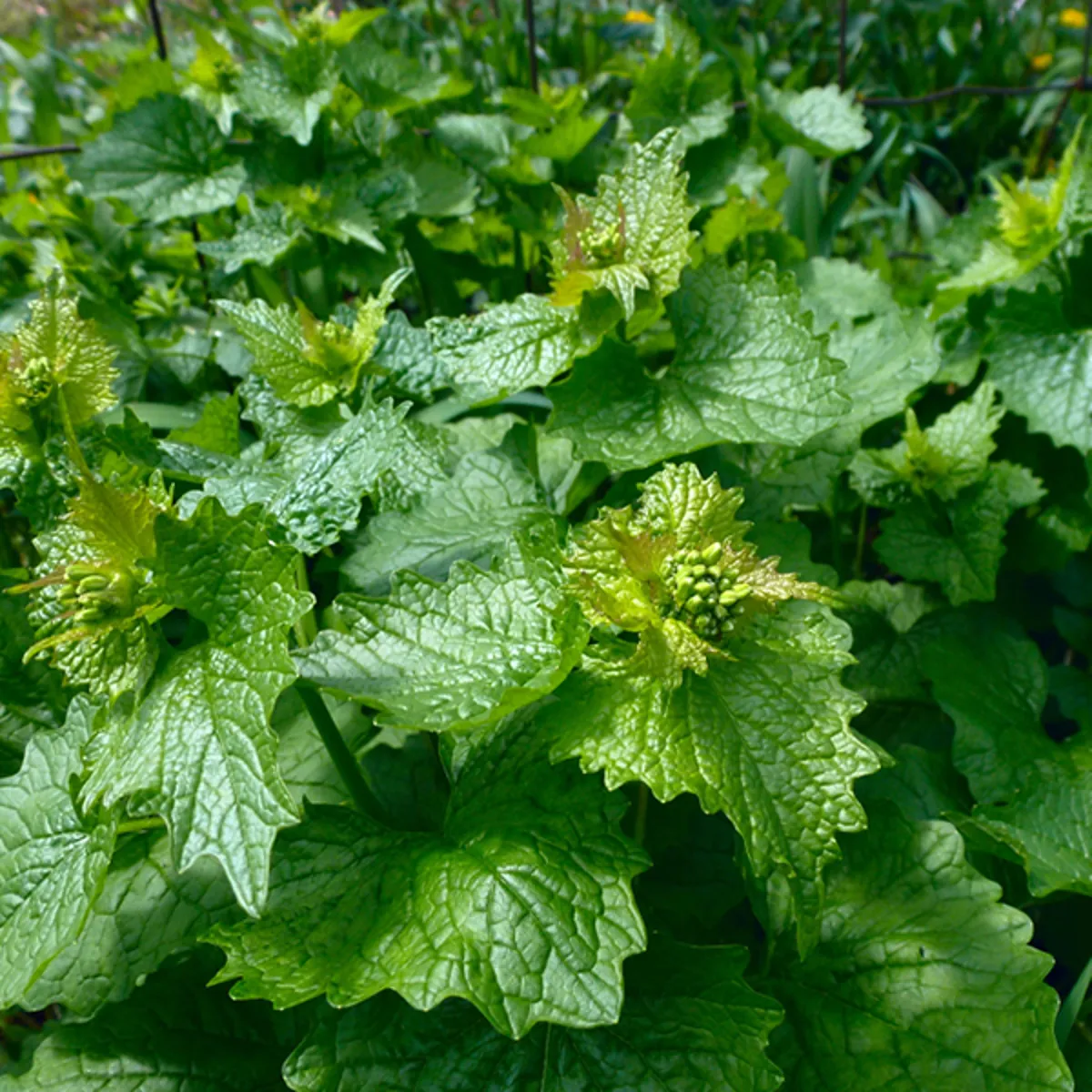 Garlic Mustard in Michigan Invasive Species SEA LIFE Michigan Aquarium