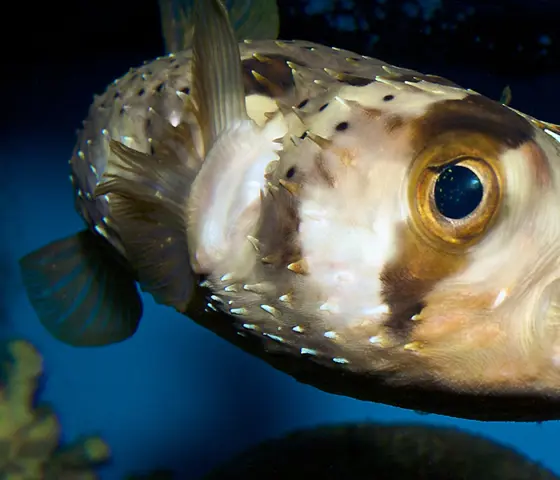Puffer 2 1200X600