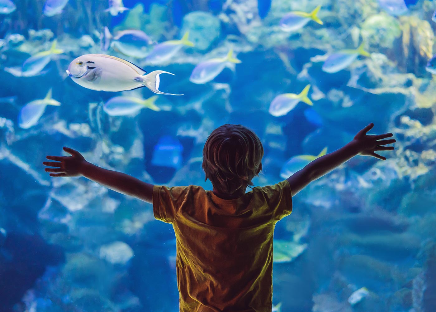 SEA LIFE Michigan Aquarium Exhibit + Kid 1400X1000