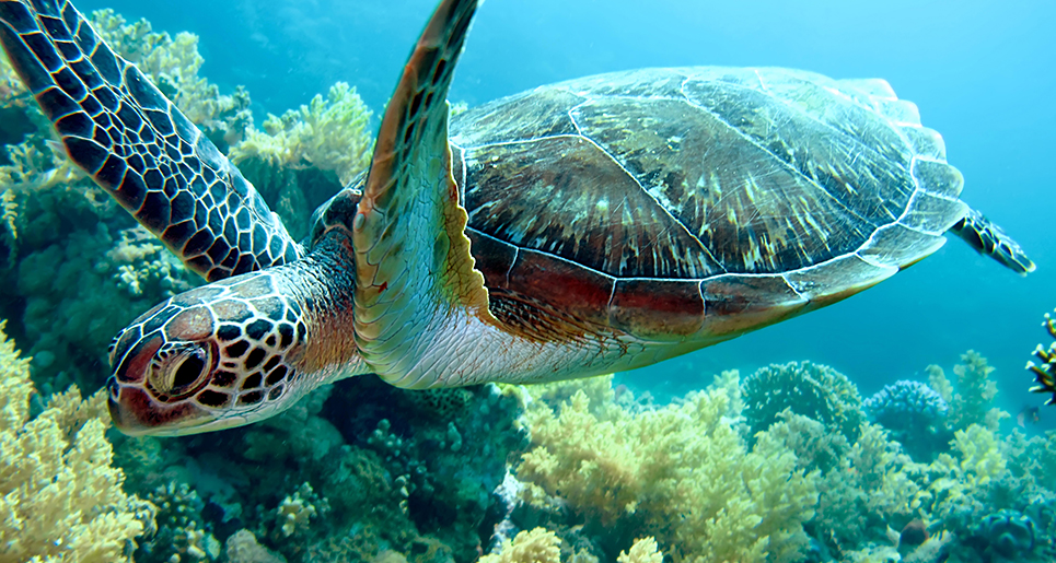 Sea Turtle | SEA LIFE Michigan Aquarium
