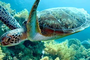 Sea Turtle | SEA LIFE Michigan Aquarium