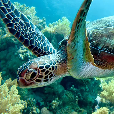 Sea Turtle | SEA LIFE Michigan Aquarium