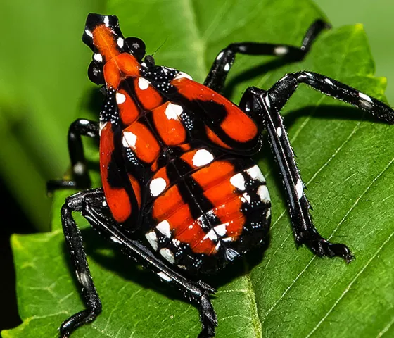 Spotted Lanternfly | SEA LIFE Michigan Aquarium