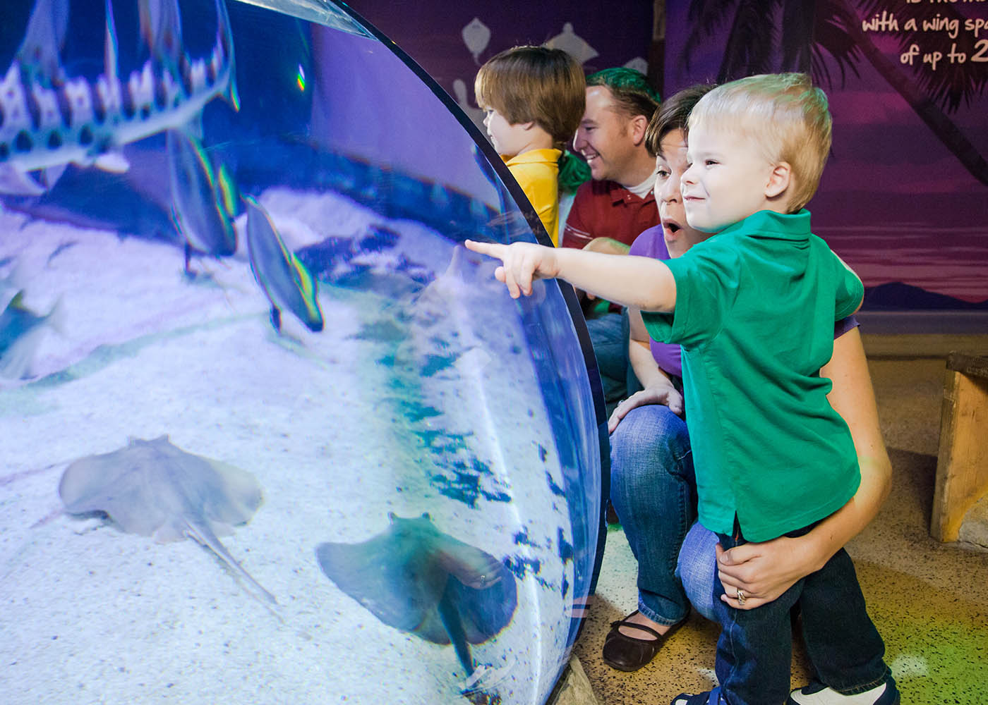 Stingray Bay Exhibit | SEA LIFE Aquarium