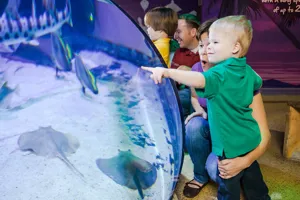 Stingray Bay Exhibit | SEA LIFE Aquarium