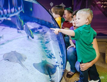 Stingray Bay Exhibit | SEA LIFE Aquarium