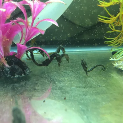 Breeding Seahorses At SEA LIFE | SEA LIFE Aquarium