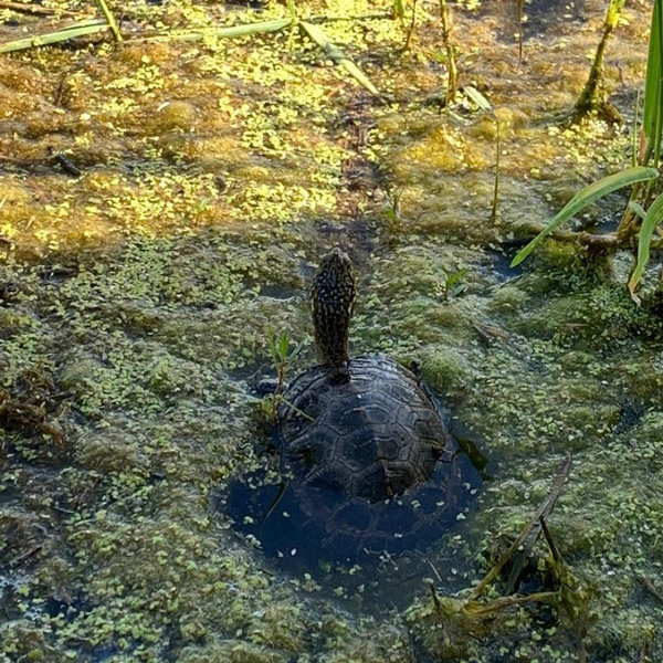 Releasing Michigan Blanding's Turtles
