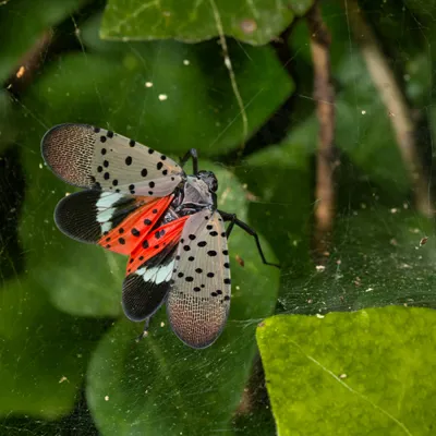 Lanternfly 2 600X600