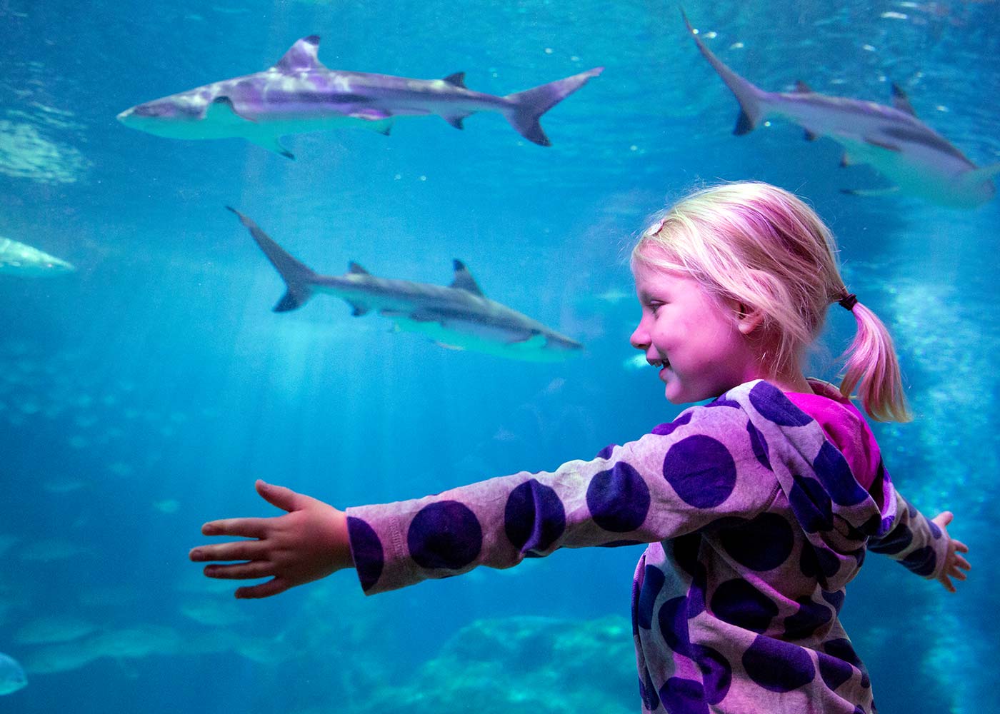 SEA LIFE Michigan Aquarium Shark + Child 1400X1000