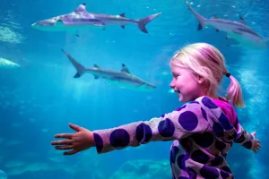 SEA LIFE Michigan Aquarium Shark + Child 1400X1000