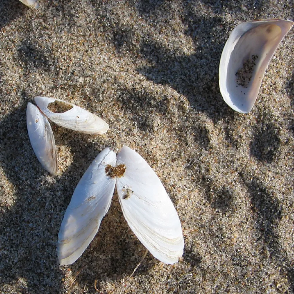 Zebra Mussels in Michigan Invasive Species SEA LIFE Michigan Aquarium