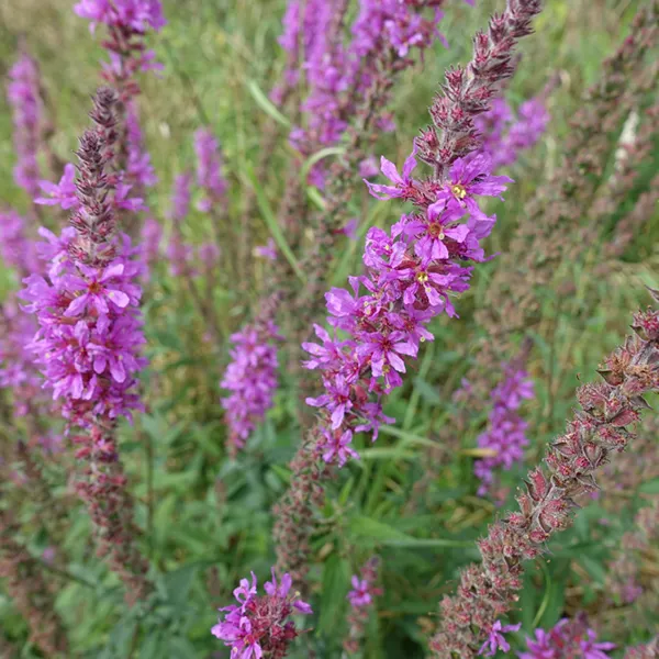 Purple Loosestrife 600X600