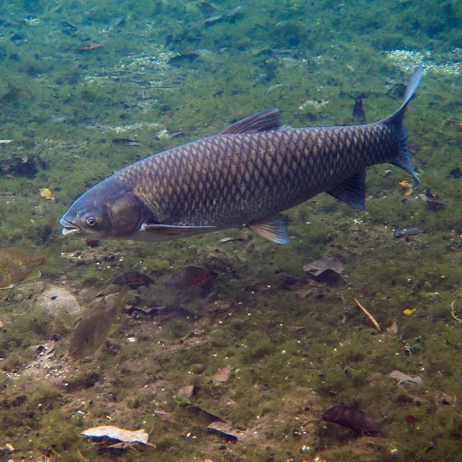 Asian Grass Carp in Michigan Invasive Species