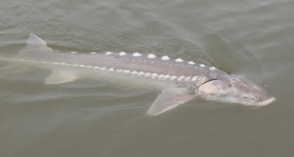 Protecting Lake Sturgeon Michigan Conservation Programs SEA LIFE