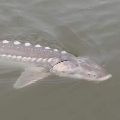 Lake Sturgeon Conservation Programs | SEA LIFE Michigan Aquarium